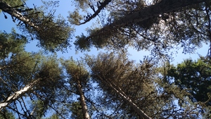 Beglic dam pine trees